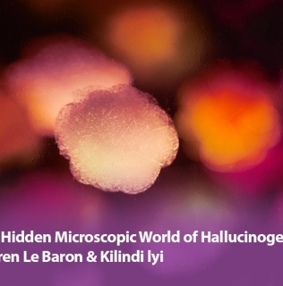 The Hidden Microscopic World of Hallucinogenics